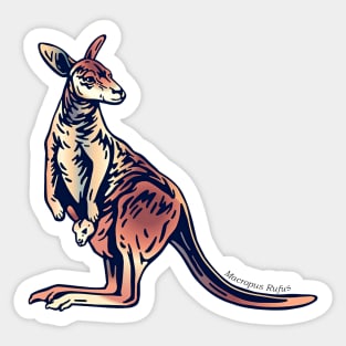 Australian red kangaroo Macropus Rufus with baby joey Sticker